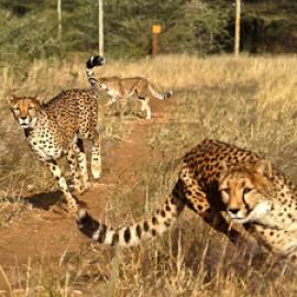 Saving Big Cats: an interview with Dr. Laurie Marker